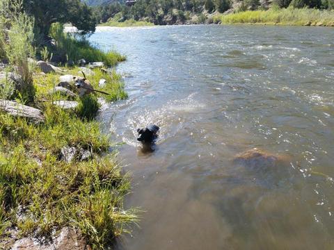 Our dogs cooling off in the Arkansas River at Texas Creek