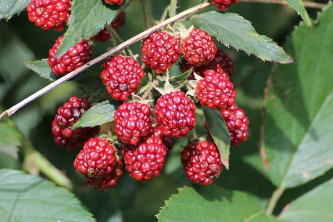 Yummy Berries