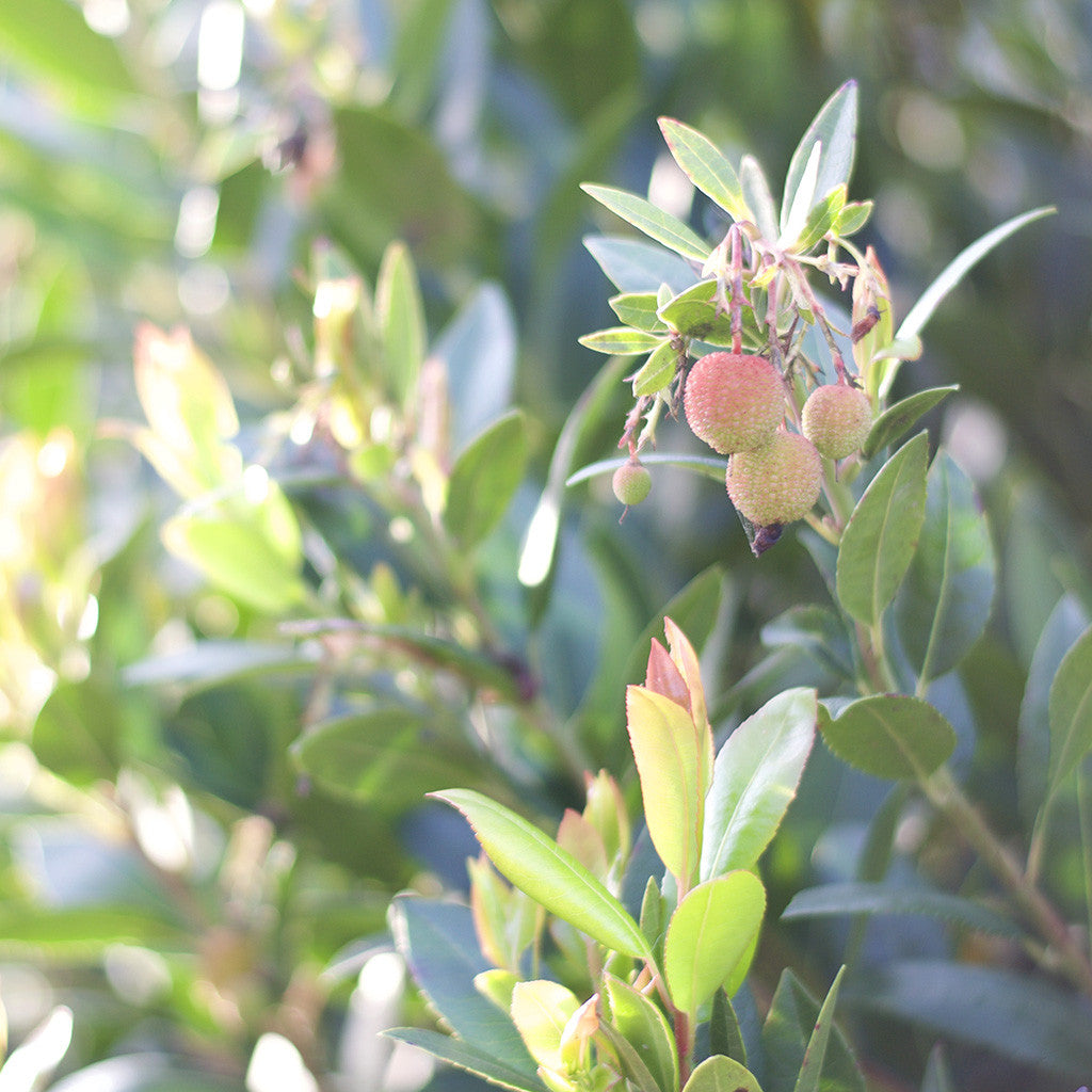 Strawberry Madrone