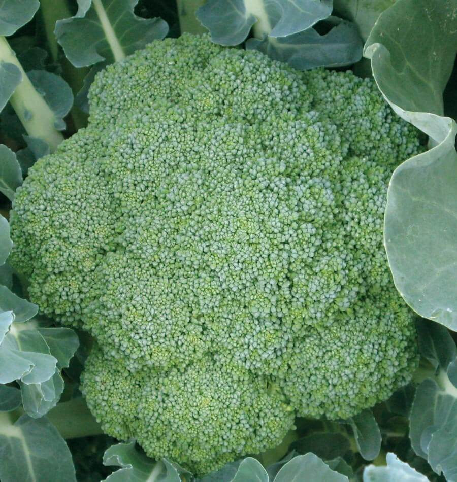 chinese broccoli seedlings