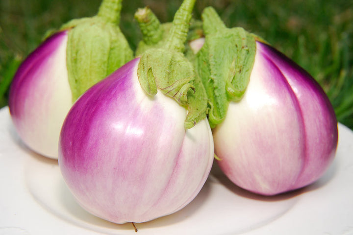 eggplant seedlings