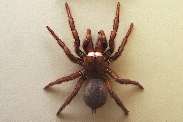 Australian Sydney funnel web spider