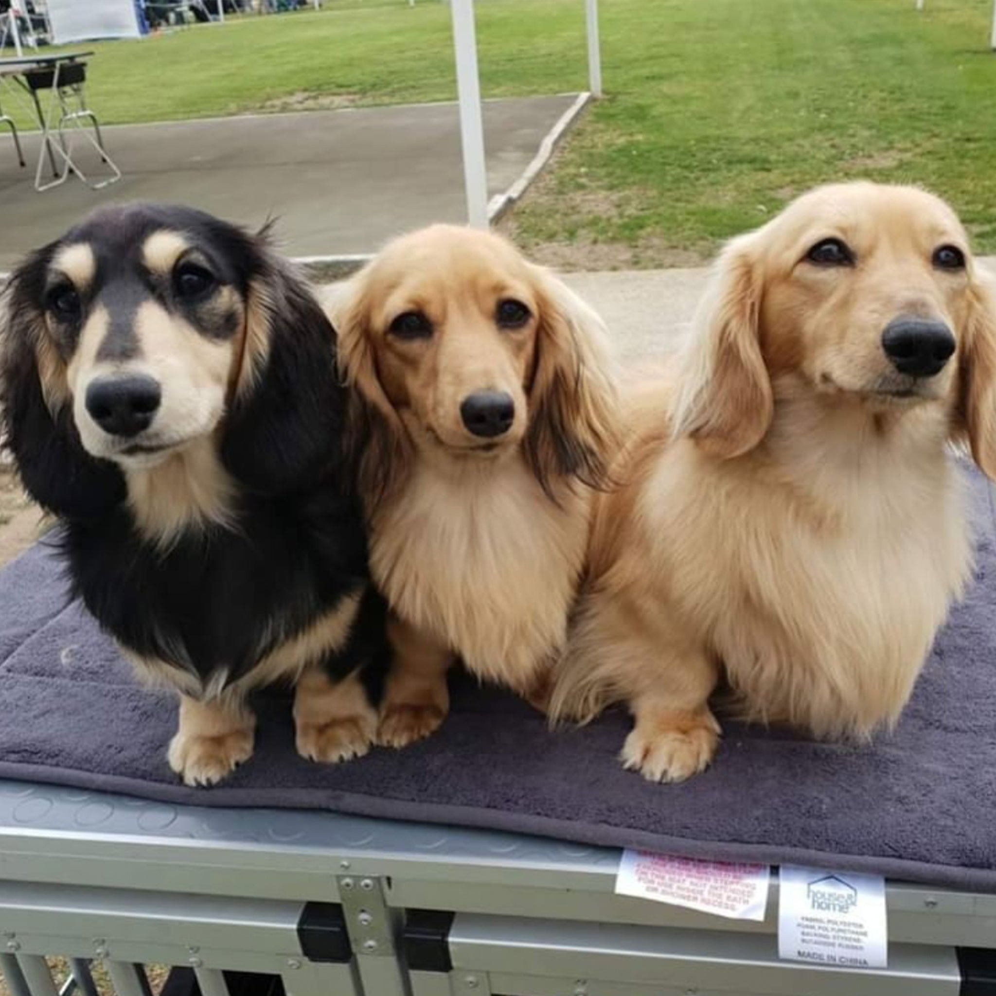 blonde long haired miniature dachshund