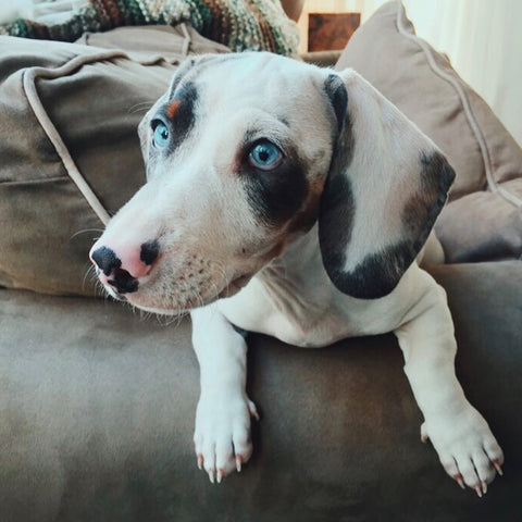 Blue the Double Dapple Dachshund