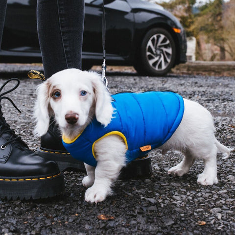 Blue The Double Dapple Dachshund