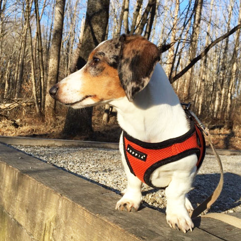 Dachshund Station Dachshund Puppia Harness