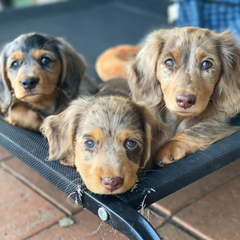 House of Weenies Dapple Puppies