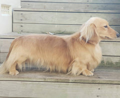 Major Long Haired Dachshund