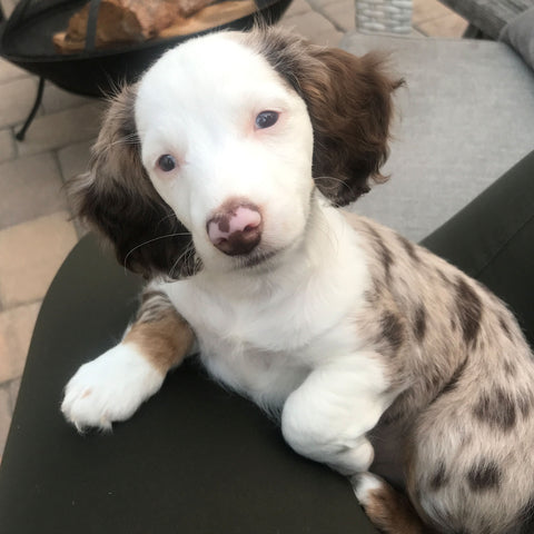 double dapple miniature dachshund