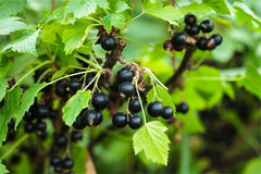 Blackcurrant Seed Oil