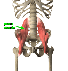 psoas major muscle 