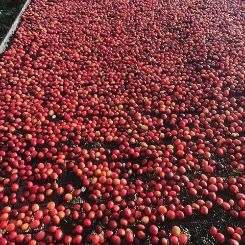 Coffee cherries at the Wichira Family Farm