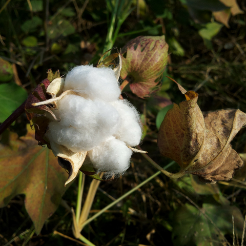 baby organic cotton