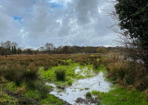 Landscape under a cloudy sky