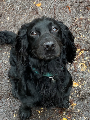 Black cocker spaniel