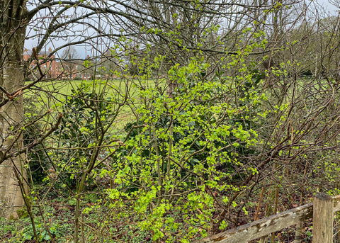 Hedgerow in spring