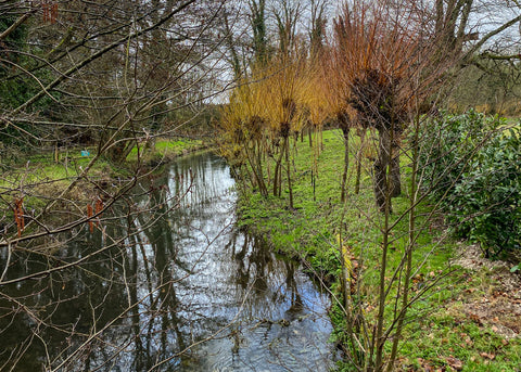 River Kennet with willow trees in spring