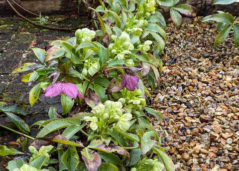 Helebores in spring