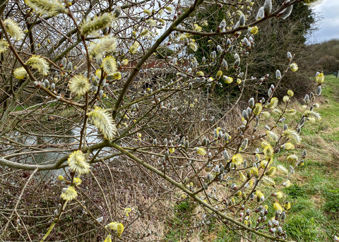 Salix, Pussy willow in spring