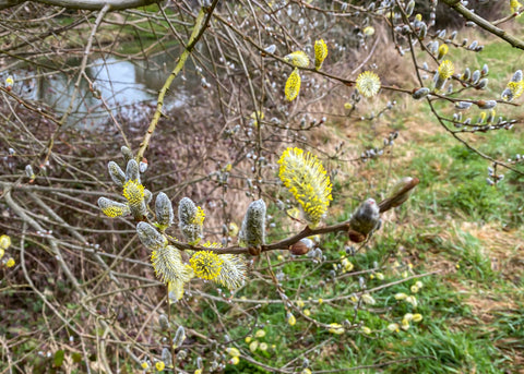 Salix, pussy willow in spring