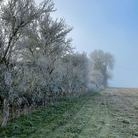 Countryside in the winter