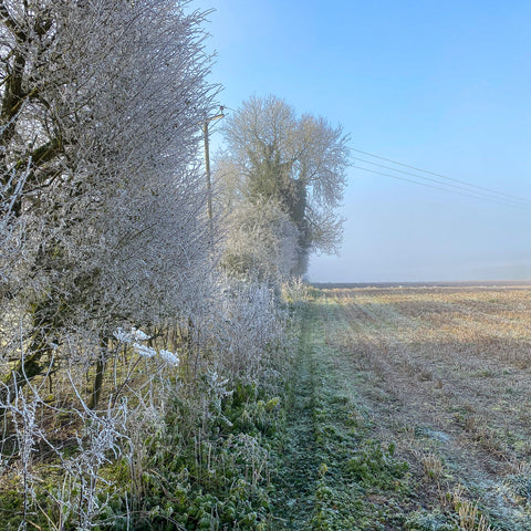 Countryside in the winter