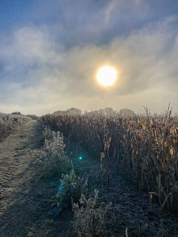 Countryside in the winter