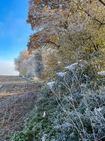 Countryside in the winter