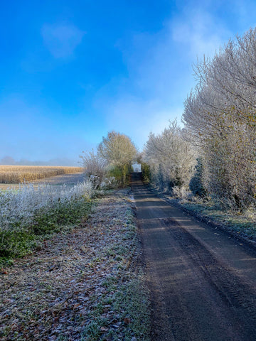 Countryside in the winter