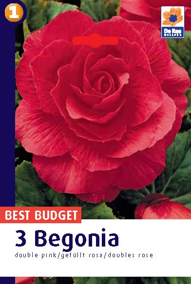 Begonia Double Pink- My Garden Centre | My Garden Centre