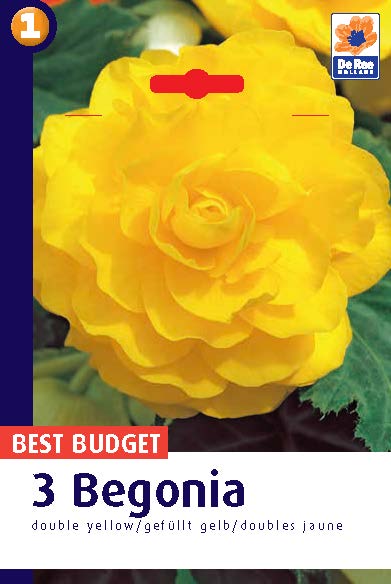 Begonia Double Yellow | My Garden Centre