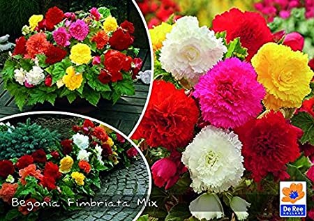 De Ree Begonia Fimbriata mix | My Garden Centre