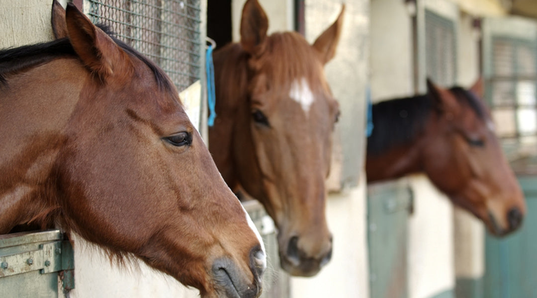 Strategies to Help a Performance Horse Cope With Stall Rest