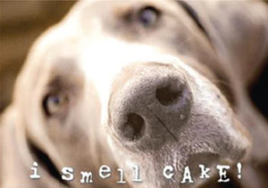I Smell Cake Birthday Card - Paws & Purrs Barkery & Boutique