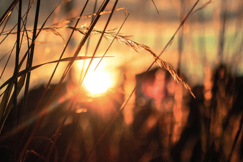 sunrise on a farm