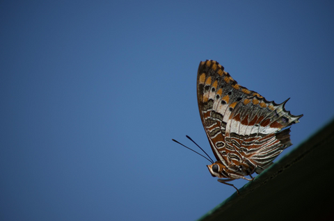 Butterfly in front of a blue sky