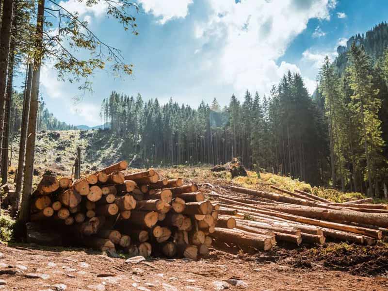 trees chopped down logs forest