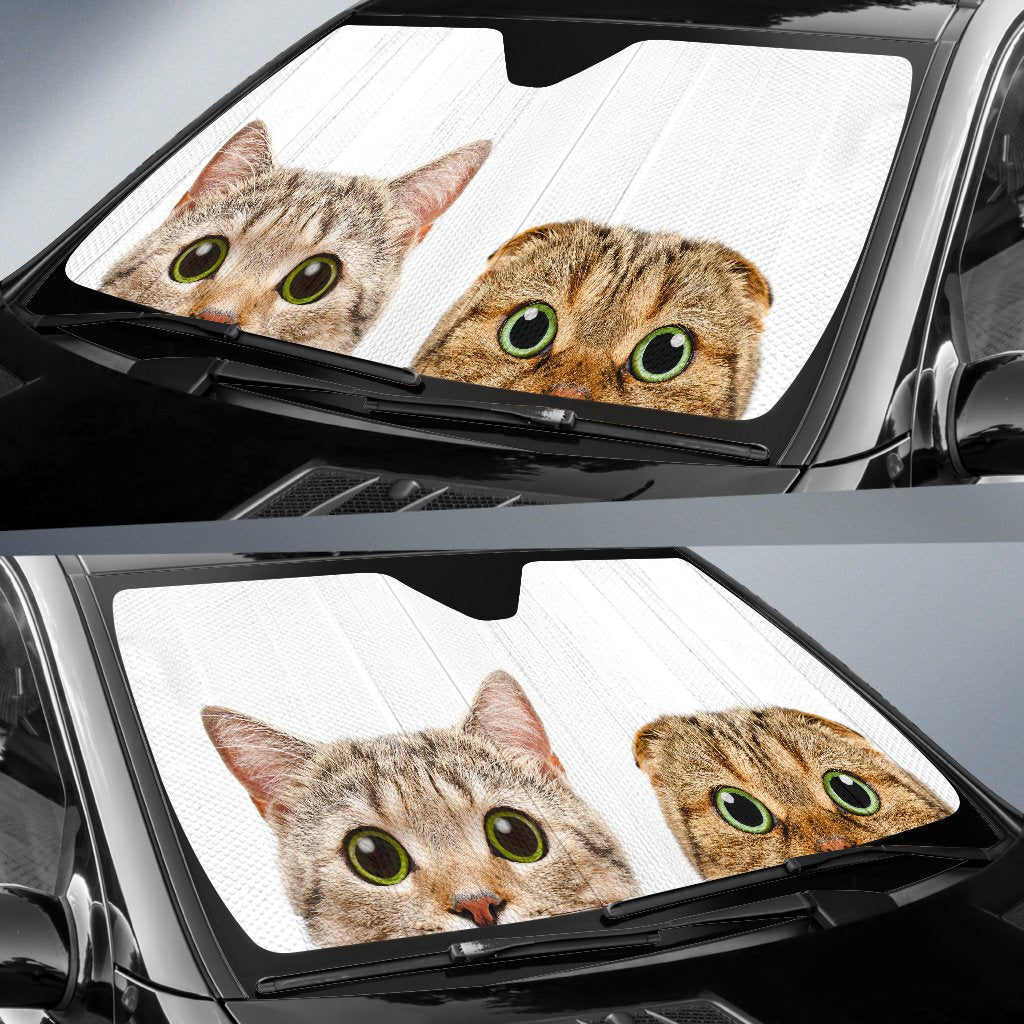 Collection 95+ Images where can a kitten hide in a car Superb