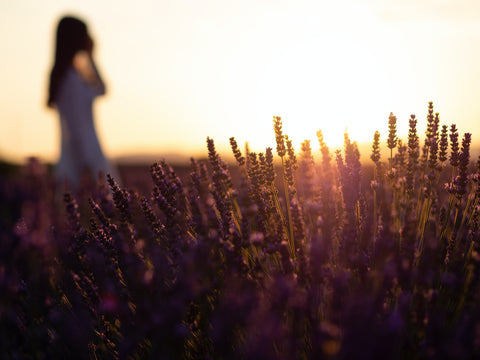 Picture of lavender in focus and blur woman in background