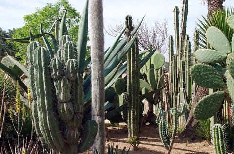 Picture of cactus plants