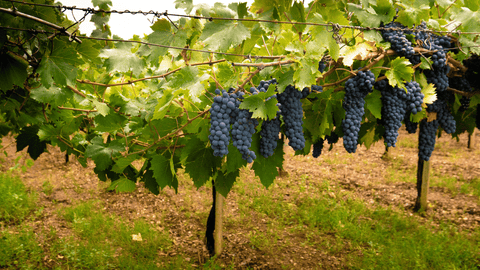 Sardinian vineyard