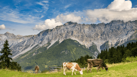 Cows grazing on a mountainside in the Valtellina region
