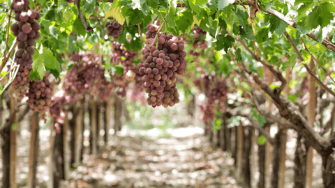 Vineyard in Agrigento