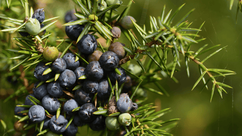 Italian juniper berries