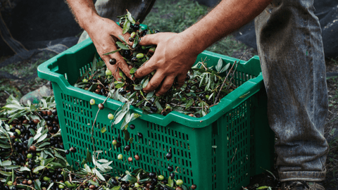 Olives being harvested