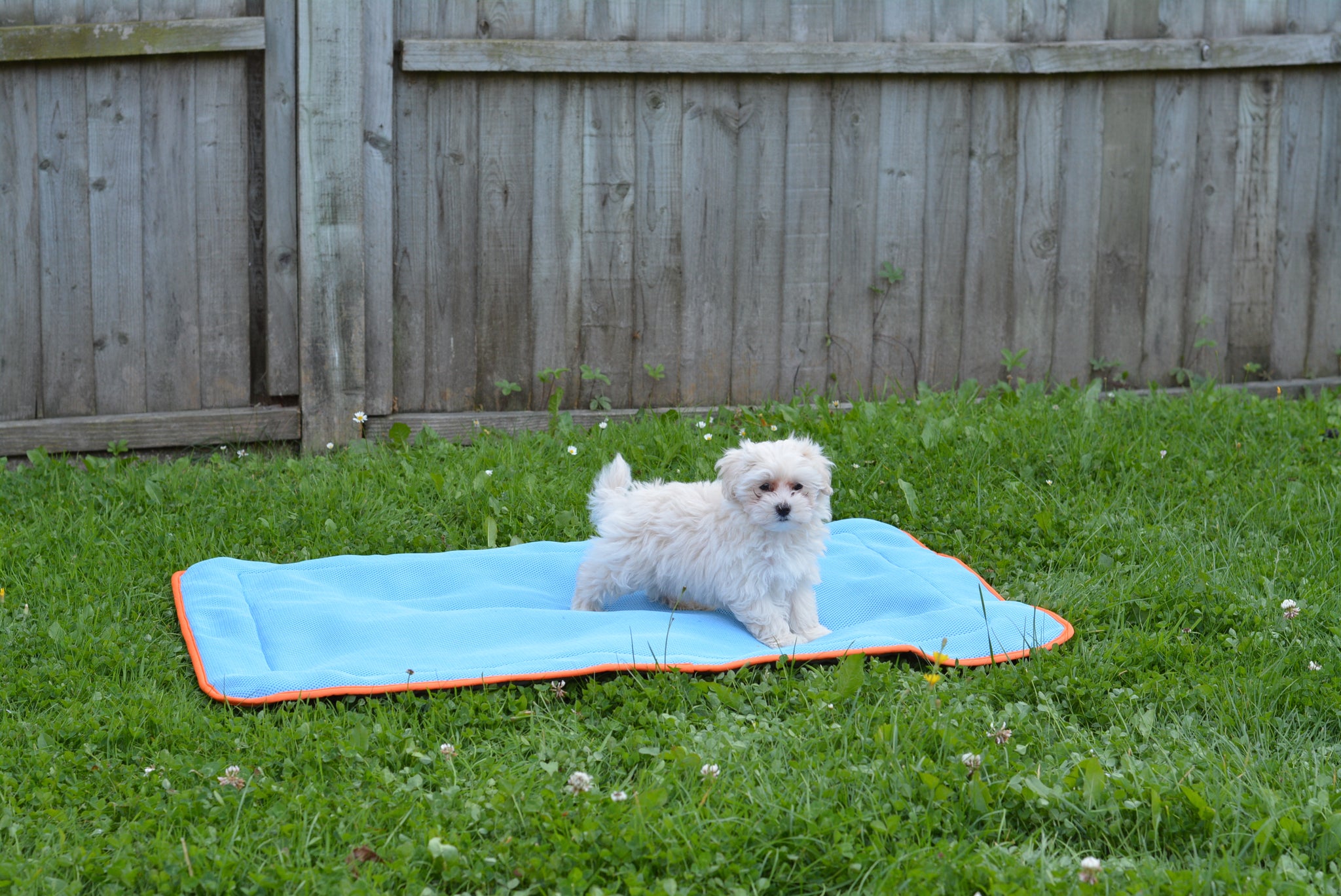 how to make a dog cooling mat