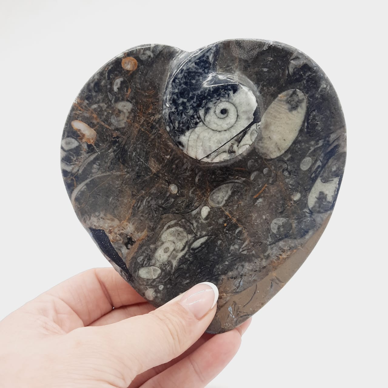 Goniatite Heart Dish