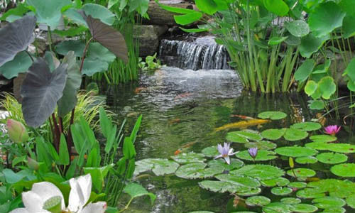 Image result for Improving ecosystems with aquatic plants