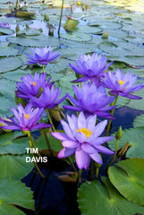 Blue Cloud Waterlily San Angelo