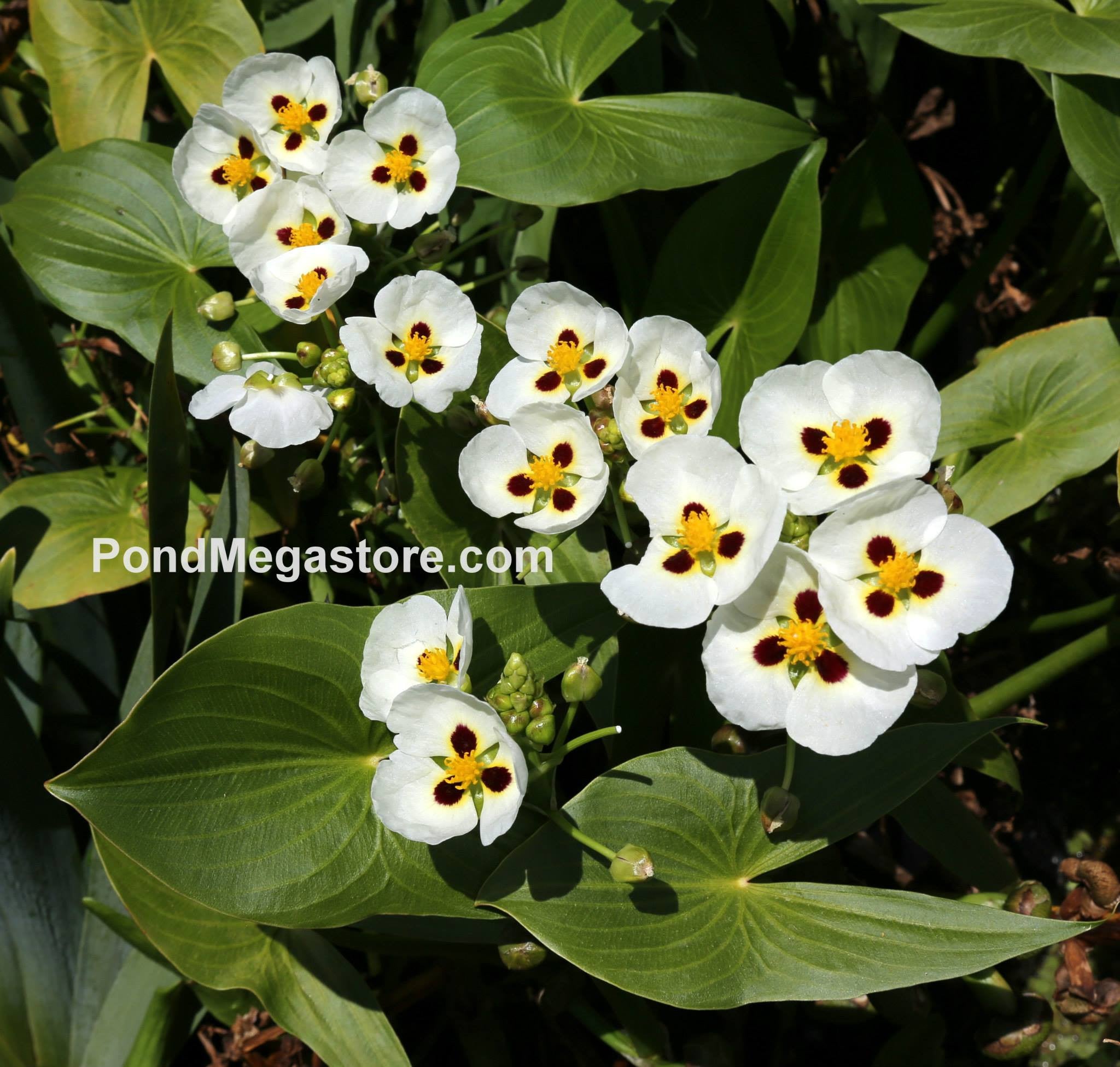 arrowhead plant seedling